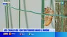 Un air de Provence dans le Rhône avec le son des cigales 
