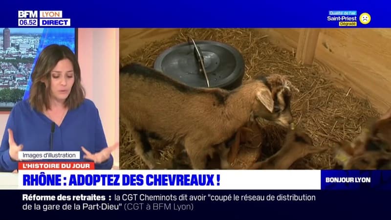 Rhône: 250 chevreaux proposés à l'adoption
