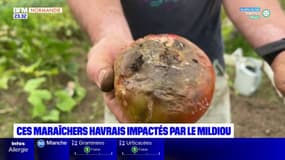 Les maraîchers havrais impactés par un champignon en raison de la météo