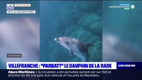 Parbatt", le dauphin de la rade de Villefranche 