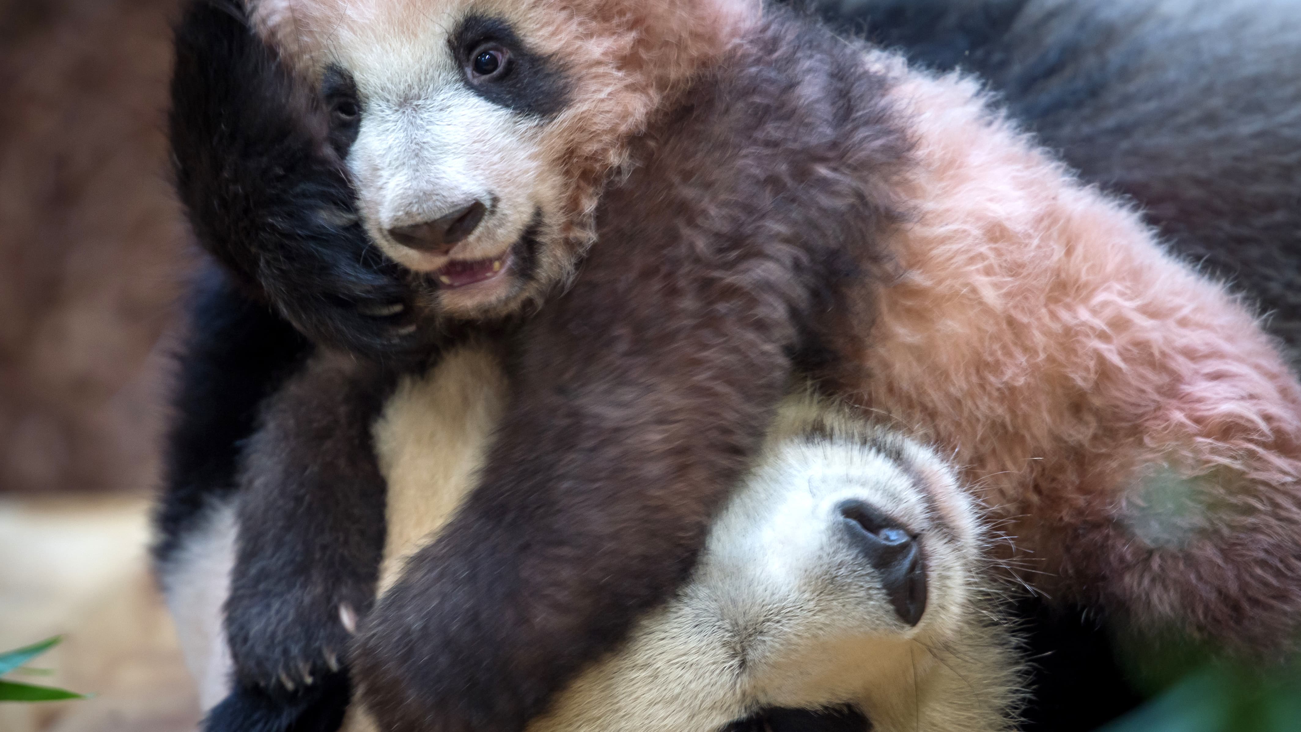 Yuan Meng et sa mère Huan Huan, le 12 janvier 2018 au zoo de Beauval. Yuan Meng et sa mère Huan Huan, le 12 janvier 2018 au zoo de Beauval.