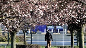 Des arbres en pleine floraison, photo prise le 26 février à Lomme dans le Nord