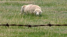 Paris s'apprête à confier pour la première fois l'entretien de ses pelouses à quatre moutons, sur un seul site pour le moment, afin de limiter l'usage d'engins mécaniques et de désherbants, une nouvelle étape vers une capitale plus "verte". /Photo d'archi