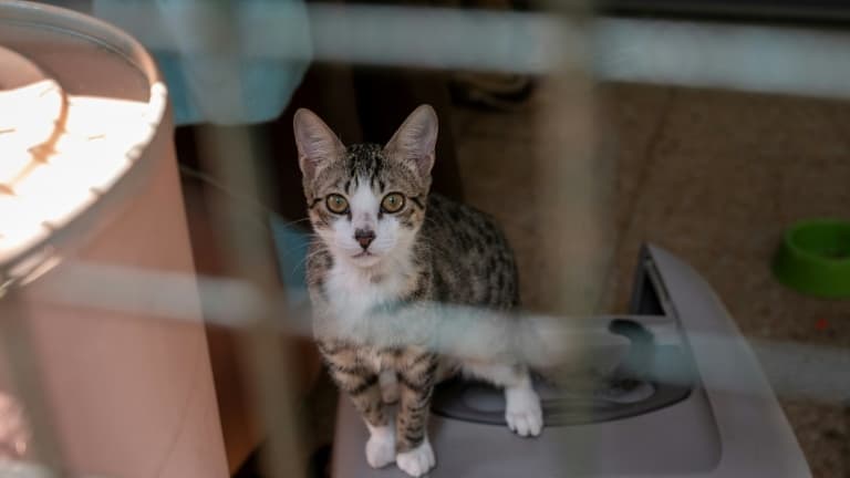Un chat abandonné dans un refuge de la SPA à Chamarande, le 29 juillet 2021