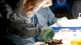 Un scientifique portant une protection, dissèque une chauve-souris, dans le cadre de recherches sur le virus Marburg, le 15 août 2007 en Ouganda