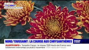 Nord: la course aux Chrysanthèmes pour la Toussaint
