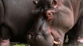 Deux hippopotames du zoo d'Anvers, en Belgique, souffrant d'un écoulement nasal, ont été testés positifs au Covid-19, selon le parc animalier qui y voit une première mondiale pour cette espèce