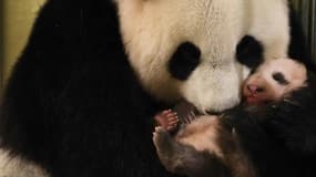 A Beauval, la naissance d'un panda a dopé la fréquentation du zoo
