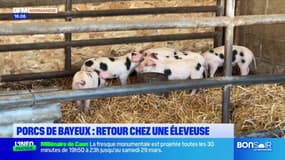 Porcs de Bayeux: retour chez une éleveuse après le Salon de l'Agriculture à Paris