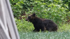 La police a identifié un ours comme le coupable d'une série d'effractions de voitures aux États-Unis (photo d'illustration)