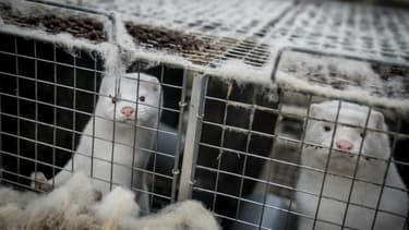 Des visons d'élevage qui doivent être abattus près de Naestved, au Danemark, le 6 novembre 2020