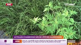 Le pollen d'ambroisie gâche l'été des allergiques