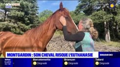 Hautes-Alpes: un cheval risque l'euthanasie à Montgardin