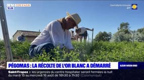 Pégomas: la récolte du jasmin démarre avec du retard en raison de la sécheresse