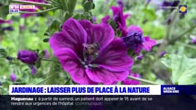 Alsace: des conseils pour préserver la biodiversité des jardins