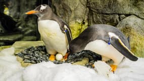 Une photo non datée fournie le 22 août 2024 par SEA LIFE Sydney montre le manchot papou Sphen (à gauche) et son partenaire Magic (à droite) s'occupant d'un œuf à l'aquarium.