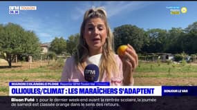 Réchauffement climatique: face aux fortes chaleurs, les maraîchers varois s'adaptent