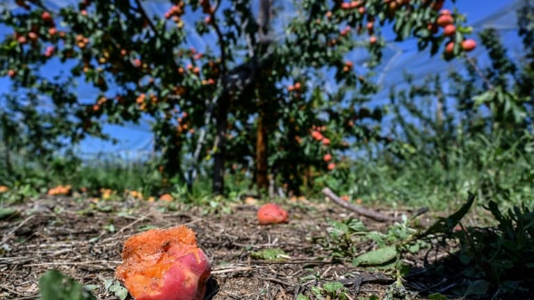 Un épisode de gel a déjà frappé les vergers d'abricots en 2021.