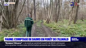 Sélestat: ils comptent les daims en forêt de l'Illwald