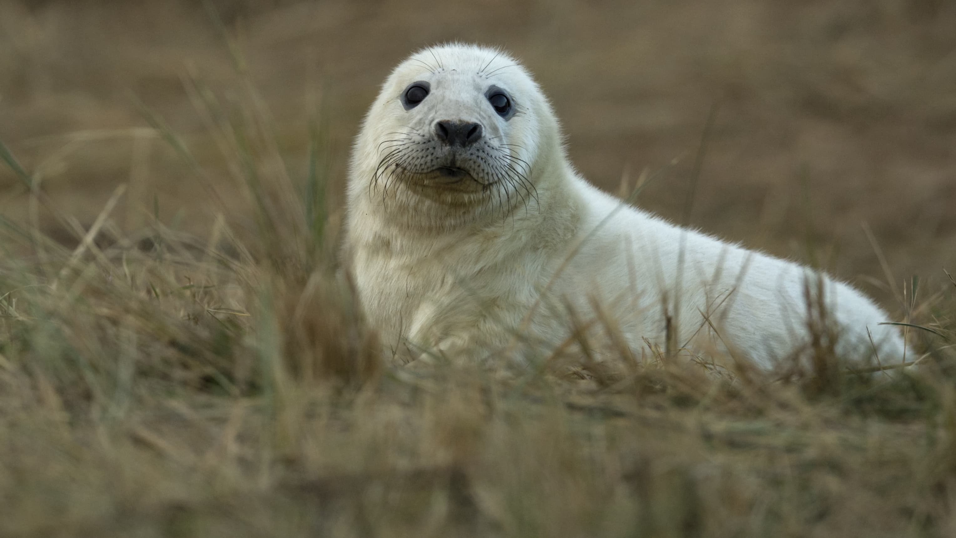 LES PHOQUES ET LES OISEAUX DE PLUS EN PLUS MENACÉS, SELON L'UNION INTERNATIONALE POUR LA CONSERVATION DE LA NATURE