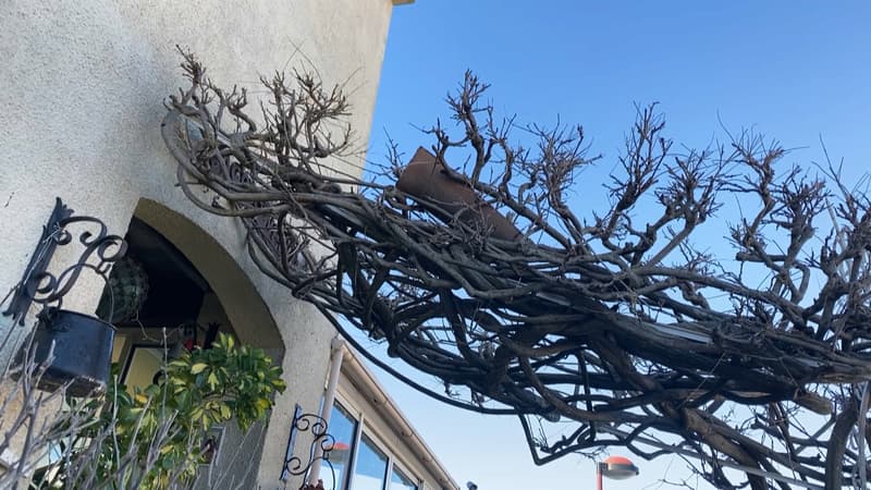 Vents violents à La Crau: la mairie veut demander la reconnaissance de l'état de catastrophe naturelle