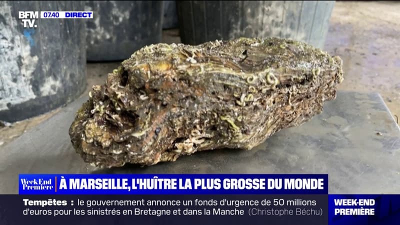 À Marseille, une huître de 2,360kg peut devenir la plus grosse du monde