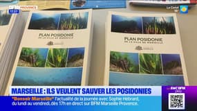 Marseille: point d'étape sur le plan de protection des posidonies