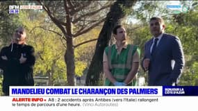 Alpes-Maritimes: Mandelieu combat le charançon des palmiers
