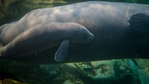 Un bébé lamentin, né il y a dix jours, nage aux côtés de sa mère dans le bassin du zoo de Beauval, le 15 mars 2017 Un bébé lamentin, né il y a dix jours, nage aux côtés de sa mère dans le bassin du zoo de Beauval, le 15 mars 2017
