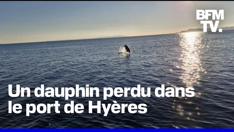 Les images insolites d'un dauphin perdu dans le port de Hyères