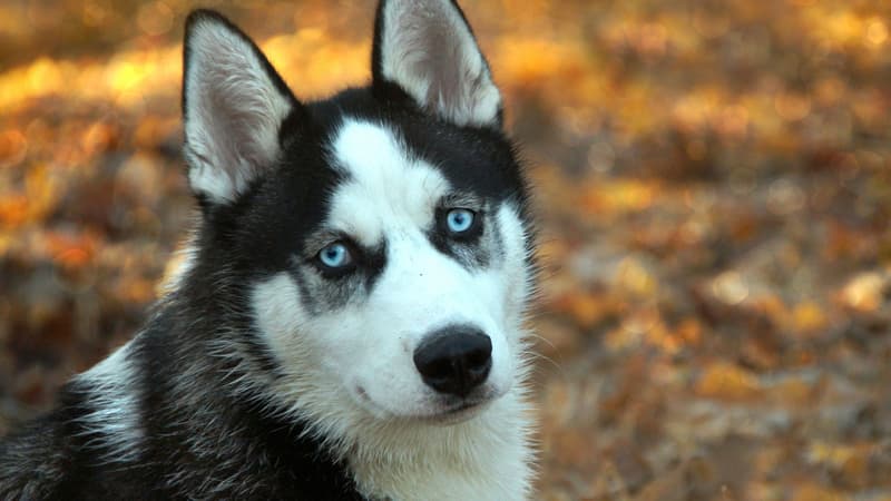 Un husky sibérien (photo d'illustration)