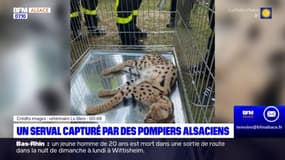Haut-Rhin: un serval capturé par les sapeurs-pompiers