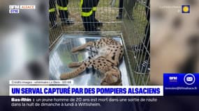 Haut-Rhin: un serval capturé par les sapeurs-pompiers