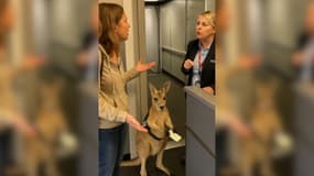 Image d'une vidéo générée par IA d'un kangourou qui embarque dans un avion
