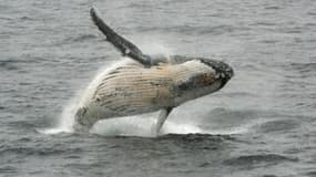Une baleine à bosse, semblable à celle soupçonnée d'être à l'origine de la collision en Australie, photographiée au large de l'Antarctique en 2016