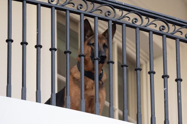 Le chien Commander à la Maison-Blanche le 30 septembre 2023