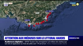 Attention aux méduses sur le littoral varois