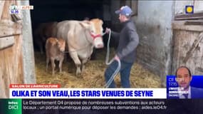 Salon de l'agriculture: Olika et son veau, les stars venues de Seyne