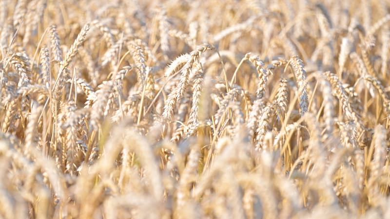 Rendement élevé et résistance aux maladies: une nouvelle variété de blé tendre disponible en France