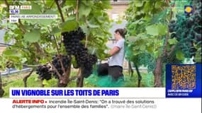 Un vignoble installé sur les toits de Paris