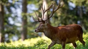 Un cerf élaphe (Cervus elaphus) photographié le 14 août 2012 près de Strobl (Autriche), à environ 300 km à l'ouest de Vienne. (Photo d'illustration)
