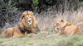 Deux lions allongés (Photo d'illustration).