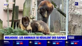 Mulhouse: les animaux se régalent des sapins