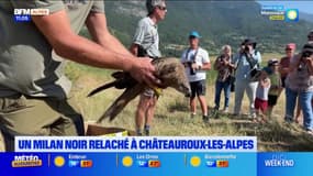 Hautes-Alpes: un Milan noir, rapace protégé, relâché à Châteauroux-les-Alpes