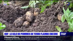 Hauts-de-France: le kilo de pommes de terre flambe encore