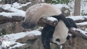 Bei Bei le panda qui aimait la neige