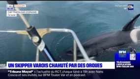 "J'avais peur que le bateau coule": un skipper varois chahuté par des orques