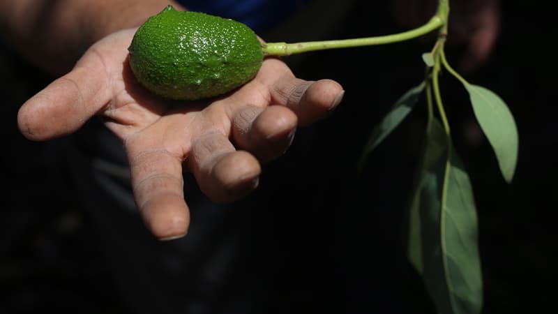 Avocat