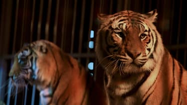 Des tigres dans un cirques (illustration).