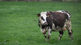 La vache normande Oreillette dans un champ du Groupement Agricole Commun (GAEC) Foucault, le 24 novembre 2024 à Briouze, dans l'Orne